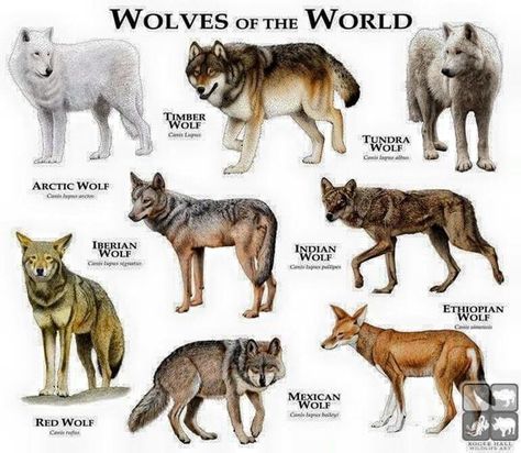 Wolves of the world . One thing, though. Ethiopian wolves are canids, but not actual members of the wolf species. All true wolves (including domestic dogs) are listed under CANIS LUPUS, while the Ethiopian wolf is listed under CANIS SIMENSIS. Types Of Wolves, Mexican Wolf, Ethiopian Wolf, Indian Wolf, Red Wolves, Arctic Wolf, Story Design, Timber Wolf, Wolf Love