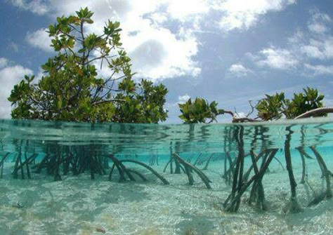 key+west+florida+mangrove | Mangroves, Florida Keys. Mangrove Swamp, South Pacific Islands, Mangrove Forest, Unique Trees, Cairns, Facebook Cover Photos, Archipelago, Key West, Bahamas