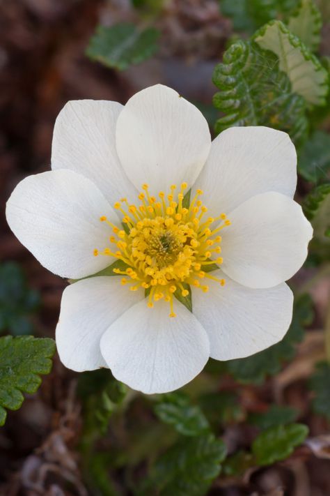 Ottaro's Official Flower - Mountain Avens Mountain Avens Tattoo, Avens Flower, Uk Plants, Mountain Avens, Floral Reference, Plants Tattoo, Plants Uk, Flower Mountain, National Flower