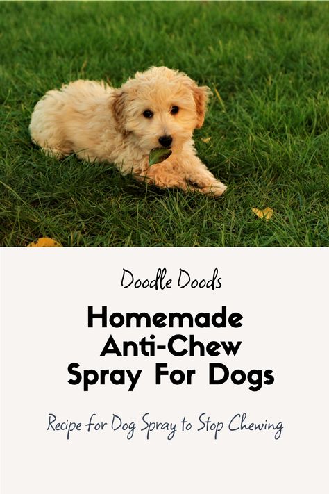 No Chew Dog Spray Diy, Puppy Chewing Spray, No Chew Spray For Dogs Diy, Bitter Spray For Dogs Diy, Diy Dog Chewing Deterrent, Dog Chewing Deterrent Homemade, Dog Chewing Stop, Anti Chew Spray For Dogs Diy, Puppy Chewing Tips Training