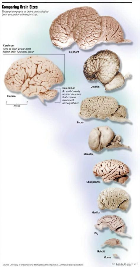 How Smart Are Animals, Really? - Londolozi Blog Elephant Brain, Great Chain Of Being, Thought Experiment, Great Philosophers, African Wild Dog, Big 5, Kruger National Park, Game Reserve, Human Brain