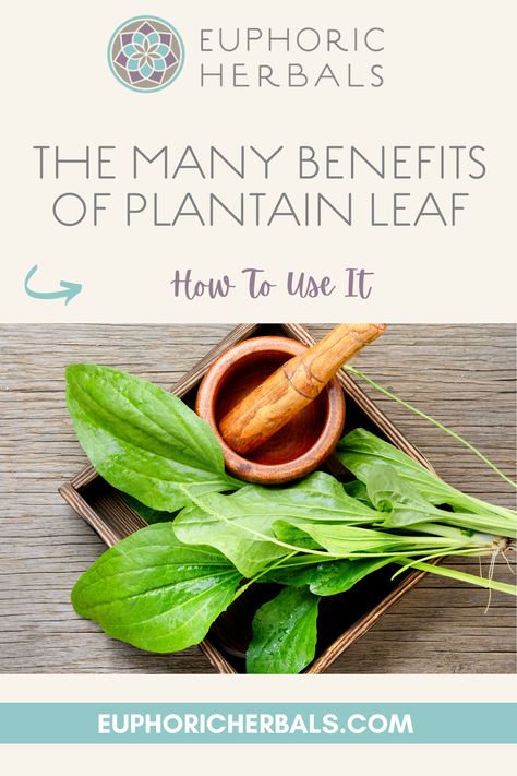 Your first thought when you hear "plantain" might be of a banana-like fruit used frequently in Caribbean dishes. However, it can also refer to a medicinal herb that probably grows in your backyard. The numerous health benefits of plantain leaf are pretty astonishing given the fact that it's often considered a weed. Here's more about this fascinating yet unassuming herb, the many benefits of plantain leaf, and ways to use it. Rosemary Gladstar, Infant Care, Plantain Leaves, Poor Digestion, Medicinal Herb, Respiratory Health, Breastfeeding And Pumping, Holistic Remedies, Herbs For Health