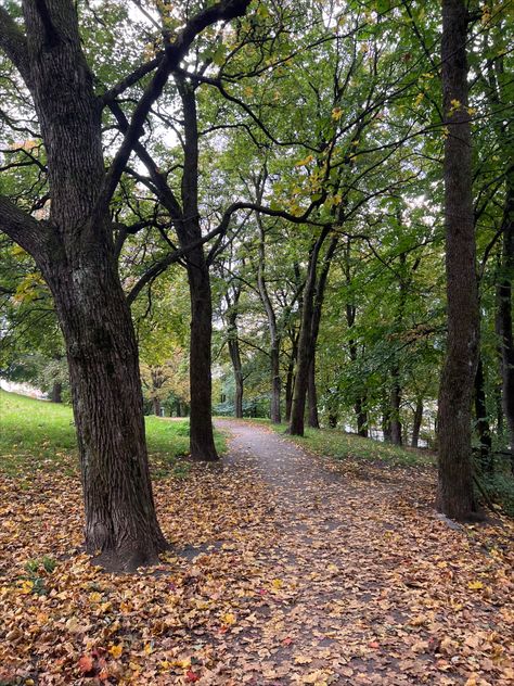 Orange leaves on the ground🍂 Leaves On The Ground, Orange Leaves, Orange Leaf, On The Ground, Autumn Leaves, Camouflage, Vision Board, Orange, Quick Saves