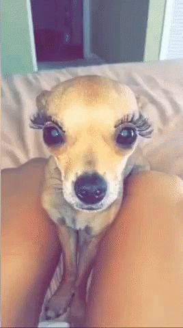 #dontknockaDiva Queer Dog GIF - Queer Dog Diva - Discover & Share GIFs Love My Family, Fake Eyelashes, Girls Best Friend, Reality Tv, Makeup Lover, Make Me Smile, Animated Gif, Cool Gifs, Chihuahua