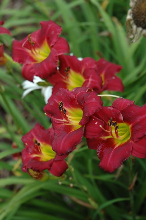 Pardon Me Daylily (Hemerocallis 'Pardon Me') at The Growing Place Pardon Me Daylily, Entryway Garden, Hill Landscape, Front Entryway, Plant Tags, Cape Breton, New Roots, Daylilies, English Cottage