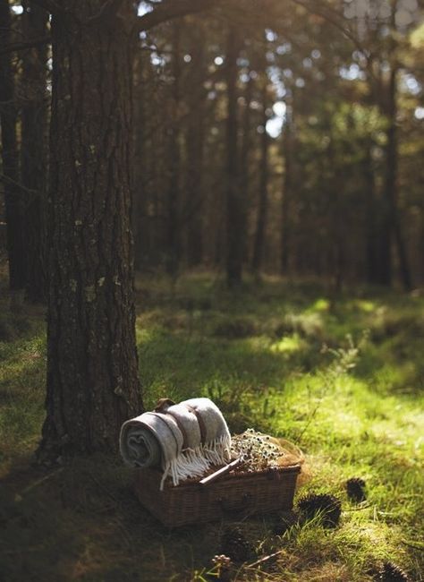 forest picnic | Forest picnic... Craig Wall photo | Abroad | Pinterest Forest Picnic, Photoshooting Ideas, Aesthetic Picnic, Romantic Picnic, Picnic Outdoor, Fall Picnic, Picnic Inspiration, Outdoor Aesthetic, Romantic Picnics