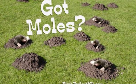 Moles In Yard, Mole Repellent, Aerate Lawn, Mole Removal, Garden Pest Control, Growing Tomatoes, Garden Pests, Garden Care, Yard And Garden