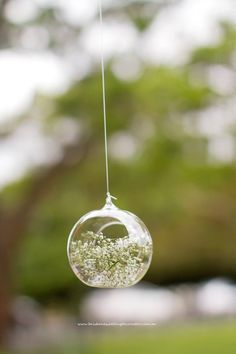 baby breath centerpieces on Pinterest | Babies Breath, Babies ... Hanging Glass Globes Wedding, Hanging Glass Globes, Brisbane Wedding, Wedding Reception Flowers, Babies Breath, Baby Breath, Wedding Lanterns, Reception Flowers, Glass Globes