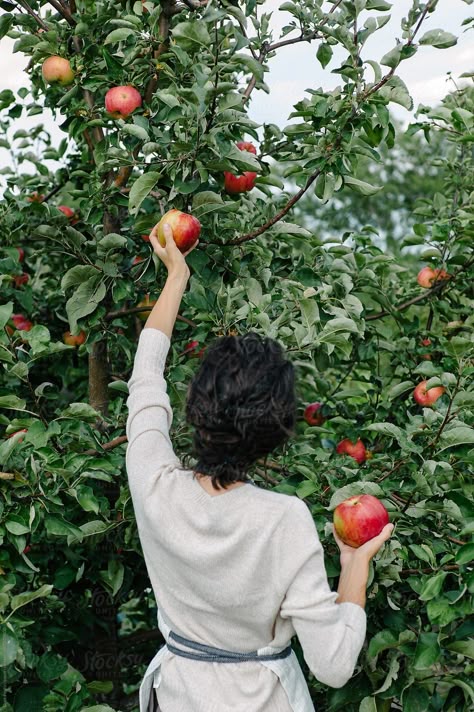 Apple Orchard Aesthetic, Apple Picking Aesthetic, Apple Garden, Picking Apples, Fruit Picking, Apple Trees, People In Nature, Apple Orchard, Garden Photography