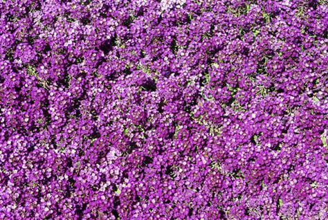 Violet Landscape, Corsican Mint, Native Violet Ground Cover, Ground Cover Seeds, Thymus Serpyllum, Outside Wall Art, Lily Turf, Creeping Thyme, Perennial Ground Cover