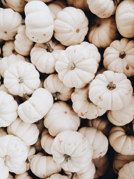 white pumpkins Image Zen, Pumpkin Wallpaper, Fall Mood Board, Cute Fall Wallpaper, Iphone Wallpaper Fall, Fall Background, Halloween Wallpaper Iphone, Halloween Backgrounds, Fall Pictures