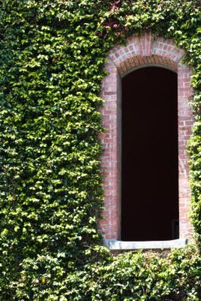 Depending on the surface, ivy growing up a wall may lend character, as well as weather protection, to a wall or it may cause serious damage. Two ivies often seen scaling buildings, English ivy (Hedera helix) and Boston ivy (Parthenocissus tricuspidata), climb via aerial rootlets and holdfast discs, respectively. These ... Ivy Plant Indoor, Parthenocissus Tricuspidata, Boston Ivy, Ivy Wall, Home Exteriors, Hedera Helix, Virginia Creeper, English Ivy, Ivy Plants