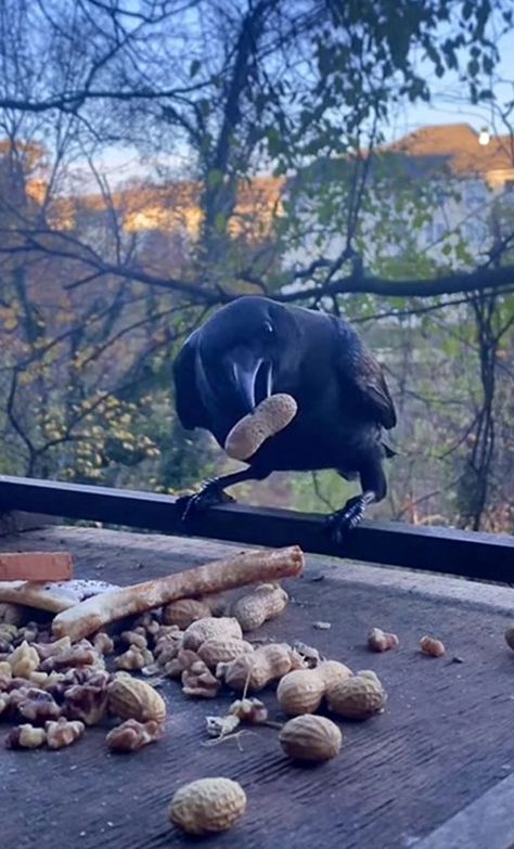 Crow Food, Thanks For The Treat, Crow Painting, The Crows, Take For Granted, Crows Ravens, Curious Creatures, The Crow, Outside World