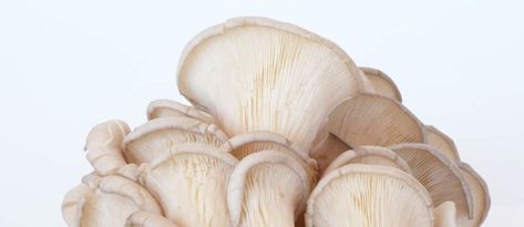 Lebanese Garlic Sauce, Mushroom Varieties, Mushroom Kits, Mushroom Grow Kit, Fodmap Friendly, Oyster Mushroom, Edible Mushrooms, Mushroom Powder, Porcini Mushrooms