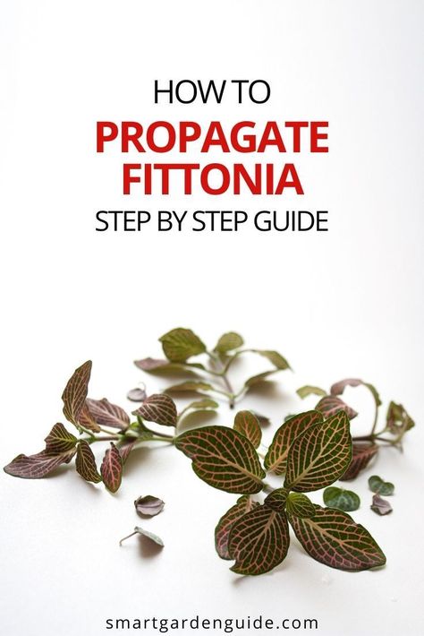 How To Propagate Nerve Plant, Propagate Nerve Plant, Propagating Nerve Plant, Nerve Plant Propagation, Fittonia Propagation, Fittonia Plant Care, Nerve Plant Care, Fittonia Argyroneura, Fittonia Albivenis