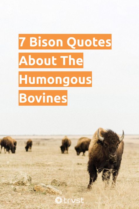 Explore our selection of bison quotes, embodying the sense of resilience these iconic beasts signify. Experience their profound connection with the great outdoors and centuries-old native heritage. Don't miss out on this journey! 😊 #BisonQuotes #NatureLovers #IndigenousHeritage #Wildlife #OutdoorInspiration Bison Quotes, Wildlife Quotes, Human Zoo, Native American Traditions, Outdoor Inspirations, Sacred Places, Native American Culture, Great Outdoors, The Great Outdoors