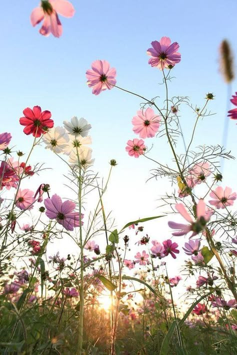 Blumenwiese Cosmos Flowers, Have Inspiration, Jolie Photo, Leopards, Love Flowers, Flower Wallpaper, Pretty Flowers, Pretty Pictures, Secret Garden