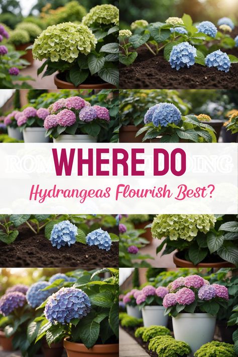 Explore whether hydrangeas grow better in pots or the ground. This Pin provides tips along with 6 stunning images of hydrangeas in both settings for vibrant and healthy blooms. Hydrangea Companion Plants, Coffee Grounds As Fertilizer, Hydrangea Potted, Big Leaf Hydrangea, Hydrangea Varieties, Hydrangea Arborescens, Hydrangea Quercifolia, Panicle Hydrangea, Hydrangea Bloom