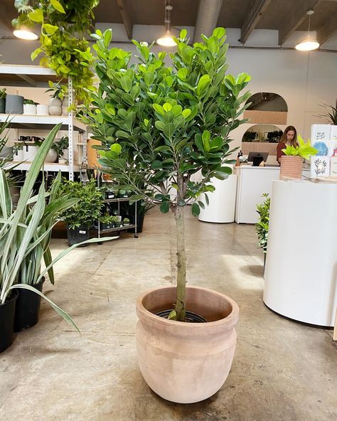 Ficus microcarpa ‘Moclame’ looking perfectly paired with a balos planter. The Moclame has lovely, glossy emerald green leaves that maintain a compact and spherical shape. The smaller leaves give it a more delicate appearance, like an olive tree. It tends to be less fussy than some of its other Ficus cousins, just give it lots of light and weekly waterings. Ficus Microcarpa, Ficus Tree, Bonsai Plants, Small Leaf, Olive Tree, Green Leaves, Emerald Green, Emerald, Plants