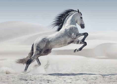 Where The Wild Horses Run Grey Horses, Majestic Horses, Horse Reference, Horse Art Print, Gorgeous Horses, Horse Pics, Majestic Horse, Horse Wall Art, All The Pretty Horses