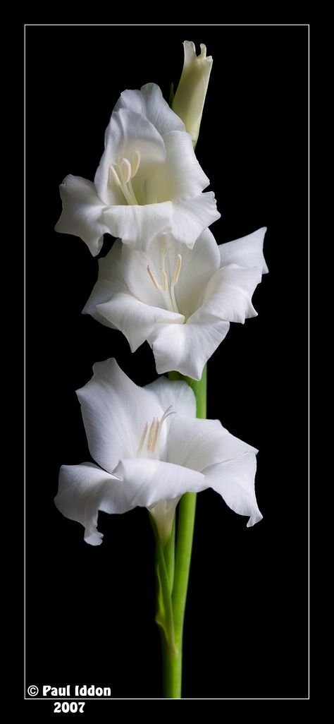 Gladiolus Flower Meaning, Flower Gladiolus, August Flowers, Plant Wishlist, Gladiolus Flower, Flower Hoodie, Flower Icons, Flower Meanings, Santa Rita