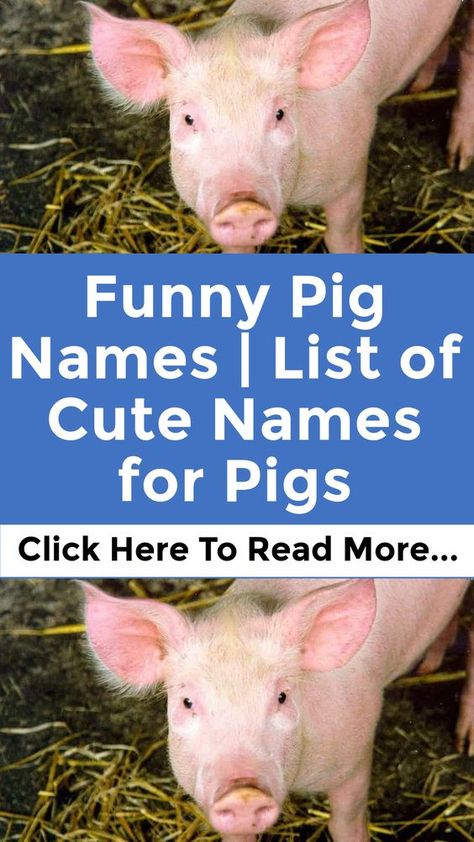 Pig Names, Pig Puns, New Halloween Movie, Pun Names, Halloween Franchise, Pet Pig, Funny Pigs, Cute Pig, Funny Names