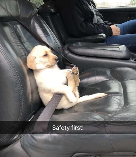 Safety first when driving a car! #puppy #dog #doggo #seat #car #safety #cutedog #adorable #aesthetic #tiktok #25162 #smallpuppy #labrador #goldenretriever #goldenretrieverpuppies Dog Travel Carrier, Dog Safety, Silly Dogs, Safety First, Dog Travel, Cute Animal Pictures, Dog Pictures, Pets Cats, Dog Love