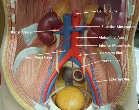 Abdominal Aorta Blood Vessels Anatomy, Abdominal Aorta, Basic Anatomy, Human Digestive System, Basic Anatomy And Physiology, Lower Extremity, Medical School Studying, Surrealism Photography, Nurse Practitioner