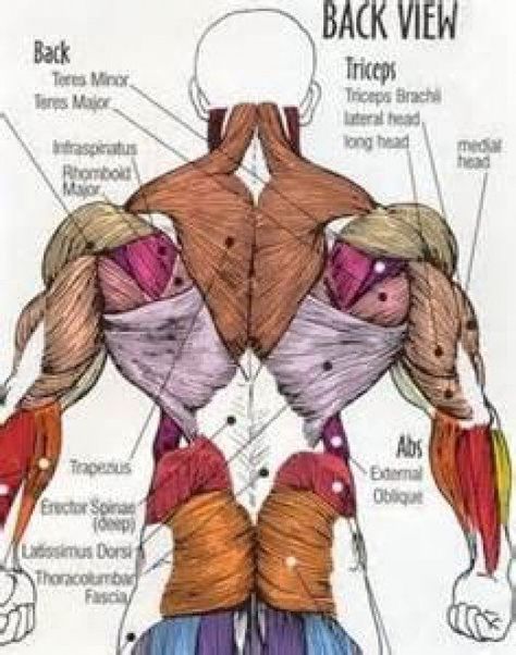 Muscle breakdown Lower Back Anatomy, Muscle Names, Human Body Muscles, Body Muscle Anatomy, Muscle Diagram, 남성 근육, Human Muscle Anatomy, Anatomy Images, Human Body Anatomy