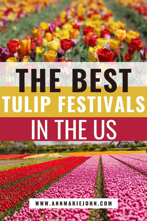 The Best Tulip Festivals in the US Tulip Tunneling, Holland Tulip Festival, Tulip Festival Holland Michigan, Tulip Festival Outfit, Holland Michigan Tulip Festival, Tulip Festival Washington, Friends Bucket List, Farm Date, Skagit Valley Tulip Festival