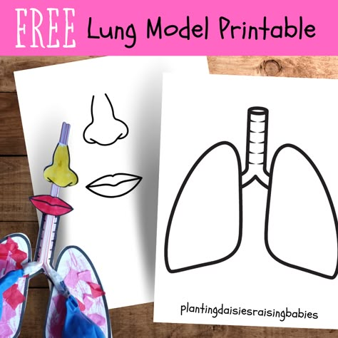 Planting Daisies, Respiratory System Projects, Respiratory System Activities, Human Body Crafts, Human Body Printables, Human Body Worksheets, Human Body Projects, Free Human Body, Body Preschool