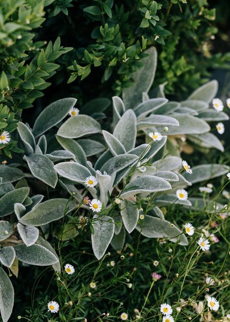 A hardy ground cover plant can transform a tricky bare patch of dirt into a riot of colour or fragrance. Horticulturalist Helen Young reveals her 7 favourites. Flowering Ground Cover, Summer Lawn Care, Australian Gardens, Australian House, Sloped Garden, Australian Garden, Australian Native Plants, Coastal Gardens, Sun Plants