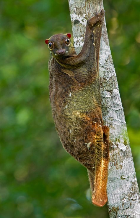 Flying Lemur, Amazing Animal Pictures, Tropical Animals, Unusual Animals, Extinct Animals, Rare Animals, Silly Dogs, Weird Creatures, Weird Animals