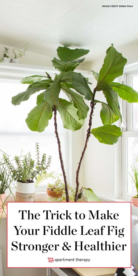 Fiddle Leaf Fig Indoor Styling, Big Fiddle Leaf Fig Tree, Fig Plant Indoor Care, How To Care For Fig Leaf Plant, Indoor Fig Plant, Pruning Fiddle Leaf Fig Tree, Notching Fiddle Leaf Fig, Pruning Fiddle Leaf Fig, Fiddle Fig Tree Care