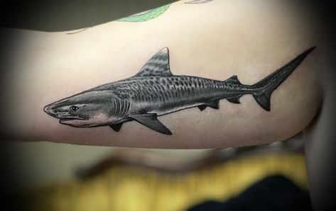 Custom #tiger #shark #tattoo by Jason Dasaro of Arrows and Embers Tattoo in Concord, NH! #sharktattoo #aquaticlife #aquatictattoo #tigershark #tigersharktattoo #oceanlife Hammerhead Shark Tattoo Realistic, Black And Grey Shark Tattoo, Greatwhite Shark Tattoo, Shark From Above Tattoo, Shark Realism Tattoo, Aquatic Tattoo, Sea Life Tattoos, Ocean Sleeve Tattoos, Cactus Tattoo