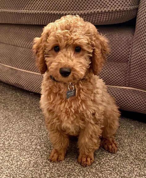 Petite Mini Goldendoodle, Minature Goldendoodle Puppy, Minature Goldendoodle, Minature Labradoodle, Labradoodle Retriever, Mini Goldendoodle Full Grown, Goldendoodle Full Grown, Golden Poodle, Mini Golden Doodle