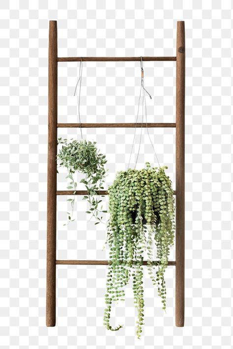 Dischidia oiantha white diamond plants hanging on a wooden ladder  | free image by rawpixel.com / Teddy Rawpixel Dischidia Oiantha, Paper Texture Background Design, Plant Furniture, Furniture Png, Heart Pattern Background, Plant Ladder, Cactus Backgrounds, Trending Images, Plants Hanging