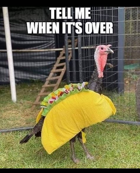 Happy Thanksgiving Week from the Farm Charm ladies 🦃 #bizbuddies #Farmcharm19 Thanksgiving Humor Hilarious Laughing, Funny Happy Thanksgiving Images, Funny Thanksgiving Images, Turkey Meme, Turkey Jokes, Thanksgiving Meme, Happy Thanksgiving Funny, Happy Thanksgiving Pictures, Funny Wishes