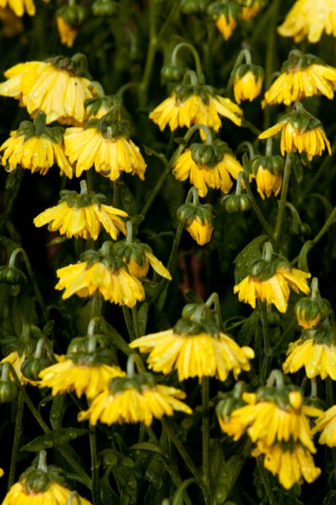 How To Water Mums, Potted Mums, Caring For Mums, Mums Flowers, Water Bucket, Water Me, Flowers And Leaves, Peonies, Flower Pots