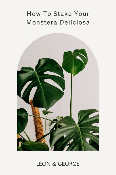 A few simple steps to easily stake your Monstera Deliciosa for optimal growth! #plantcare #plantstyling #houseplants Stake Monstera Plant, Monstera Staking, Staking Monstera Plant, How To Stake Monstera Plant, Garden Techniques, Monstera Plants, Bamboo Stakes, Plant Ties, Plant Care Tips