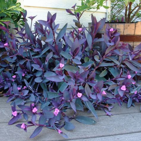 How to Grow and Care For Purple Heart Plant Purple Heart Plant, Wandering Jew Plant, Heart Plant, Wandering Jew, Purple Plants, Purple Garden, Purple Heart, Plant Design, Perennial Plants