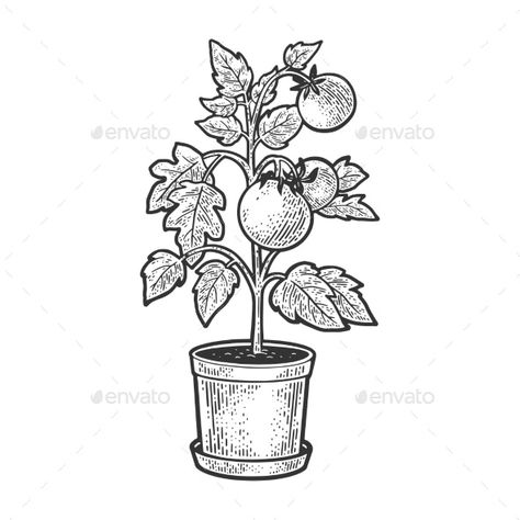 Tomato Plant in Pot Sketch Vector Illustration by AlexanderPokusay Tomato Plant Tattoo Simple, Tomato Plant Tattoo Black And White, Pot Plant Tattoo, Plant Pot Tattoo, Tomato Plant Tattoo, Plant Pot Drawing, Tomato Plant Drawing, Tomato Sketch, Grandad Tattoo