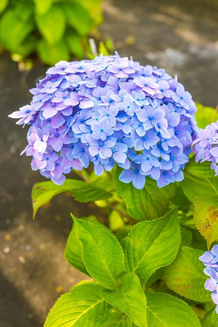 Hydrangea Character Design, Ajisai Flower, Hydrangea Cottage, Flower Reference, City Tokyo, Alternate Universe, Odaiba, Flower Photography, Hydrangea Flower