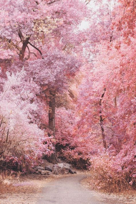 Aesthetic Scenery Landscape, Pink Fall Backgrounds, Fall Pink Aesthetic, Aesthetic Fall Pictures, Aesthetic Scenery, Penguin Images, Pink Cottagecore, Fall Backgrounds, Fall Pink