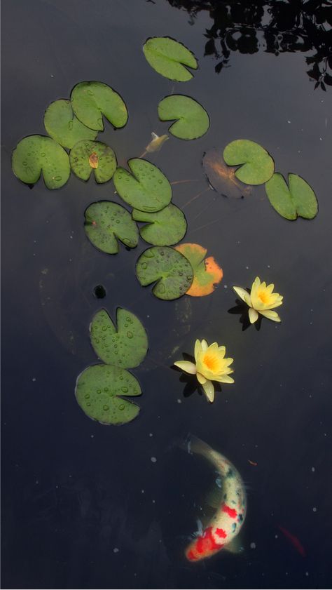 The Koi pond. Coy Fish Photography, Koi Pond Top View, Fish In A Pond, Pond Art, Koi Painting, Koi Fish Drawing, Goldfish Pond, Pond Fish, Koi Ponds