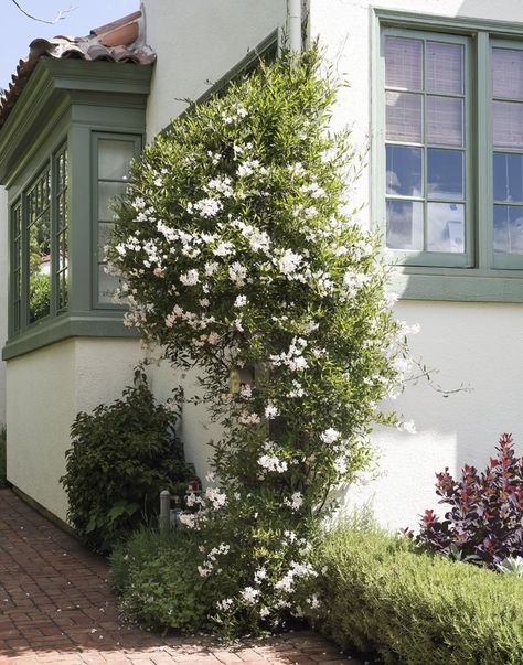 a fast-growing vine will mask it quickly; a Solanum jasminoides (potato vine)Photograph by Matthew Williams. Curb Appeal Landscape, Climber Plants, Garden Gate Design, Front Yards Curb Appeal, Climbing Flowers, Growing Vines, Best Perennials, Garden Vines, Garden Decor Ideas