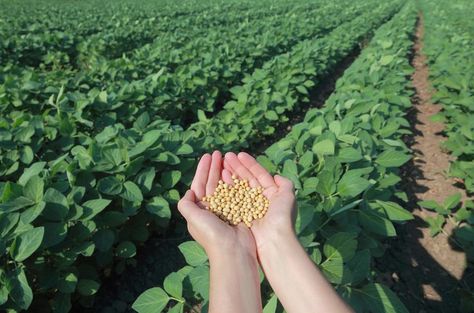 Benefits of Soy Plant Soybeans Plant, Vegan Protein Shake, Gmo Foods, Sustainable Agriculture, Blog Platforms, Plant Protein, Vegan Protein, Daily Diet, Plant Based Protein