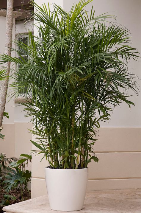 Bamboo Palm, Indoor Palms, Patio Pots, Bamboo Plants, Exotic Plants, Tropical Garden, Design Case, Indoor Garden, Outdoor Plants