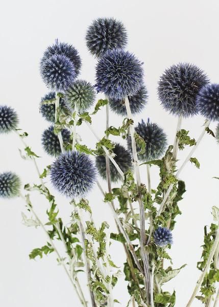 Diy Fall Wedding Bouquets, Globe Thistle, Lilac Wedding Bouquet, Blue Green Wedding, Sustainable Flowers, Thistle Flower, Fall Wedding Bouquets, Fall Wedding Flowers, Diy Wedding Bouquet