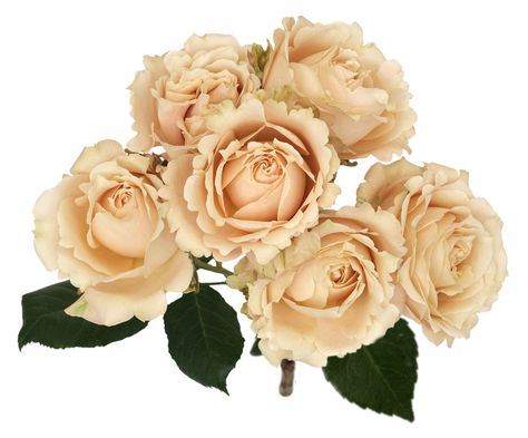 Sahara Sensation Spr is a whimsically sensational spray rose, with colors like the first light of dawn, the golden sands of the desert, and pale peach. A softly romantic addition to any arrangement, she opens halfway, then holds her shape to reveal inner petals forming an enclosed spiral. #saharasensationsprayrose #deluxegardenroses #floraldesign #weddingflowers #gardenroses #flowers #roses #alexandrafarms #colombia Peach Spray Rose, Sahara Sensation Rose, Sahara Sensation Spray Rose, Sahara Spray Rose, Mustard Garden, Garden Roses Wedding, Terracotta Flowers, Sahara Rose, Pale Pink Weddings